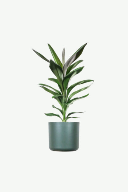 plants ecommerce product featured img 20