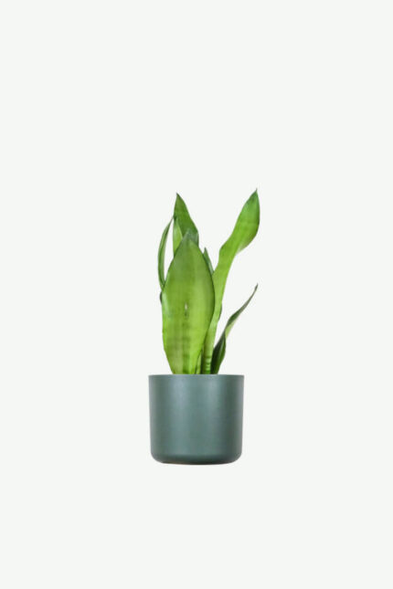 plants ecommerce product featured img 3