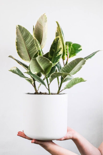 plants shop product gallery img 5
