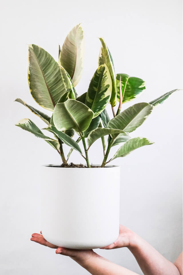 plants shop product gallery img 5