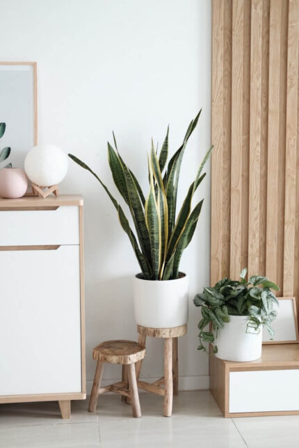 plants shop product gallery img 8