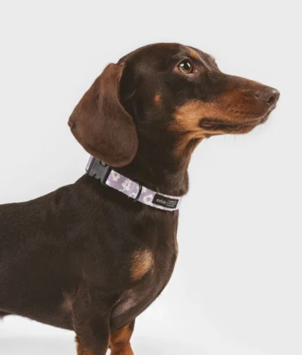 collarpet recicladodiseñovioletajuno2