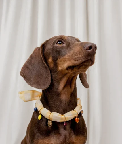 bandana charms perro vichy amarillo frutas, sira2