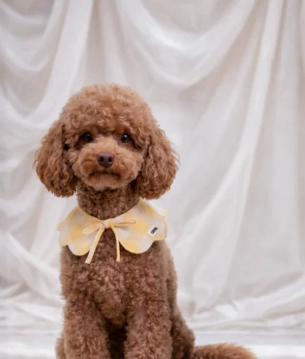 bandana estilo cuello perro diseño vichy amarillo, lola2