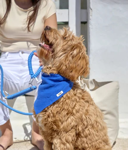 bandana perro diseño azul eléctrico, nata2