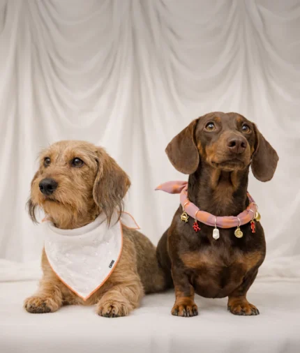 bandana perro diseño bordado inglés coral, nata2