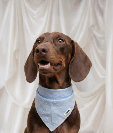 bandana perro diseño plumeti azul, nata2