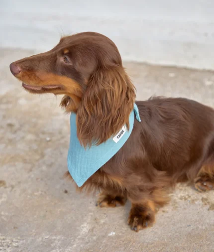 bandana perro diseño verde menta, nata2