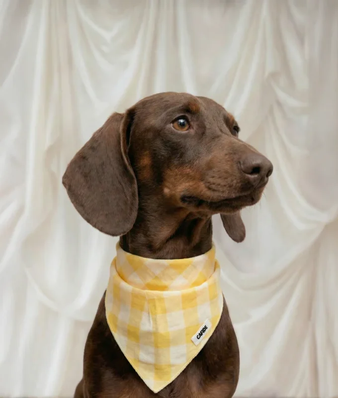 bandana perro diseño vichy amarillo, nata2