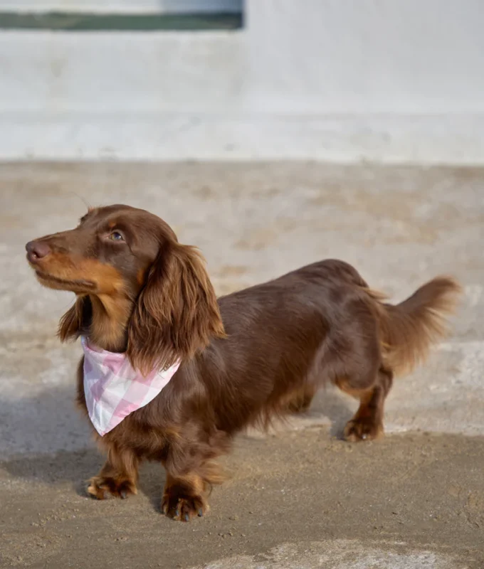 bandana perro diseño vichy rosa, nata2