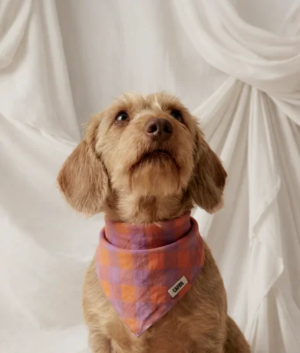bandana perro diseño vichy violeta, nata2